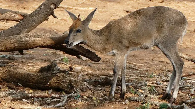 Common Duiker (Sylvicapra grimmia)