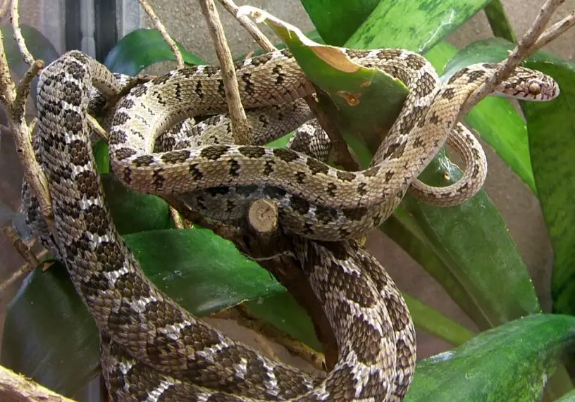 common egg eating snake