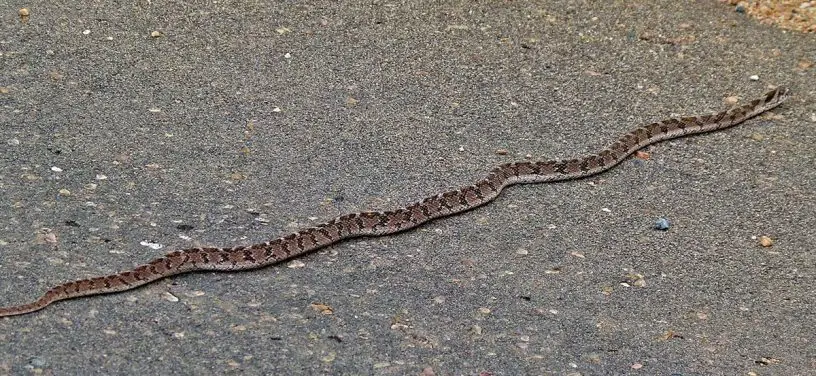 common egg eating snake