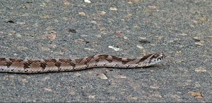 common egg eating snake