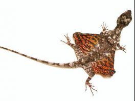 Common Flying Lizard (Draco volans)