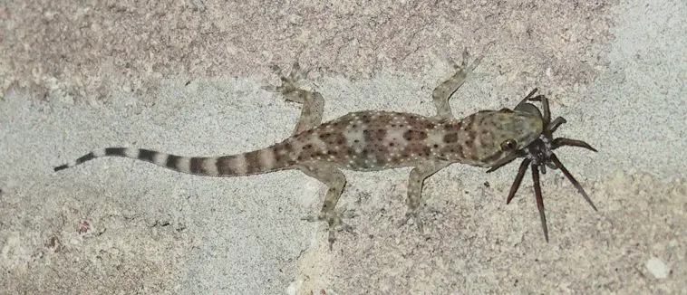 Common House Gecko