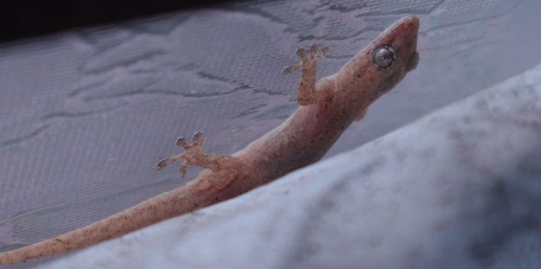 Common House Gecko