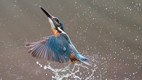 common kingfisher