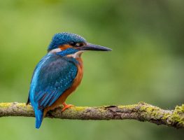 common kingfisher