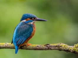 common kingfisher