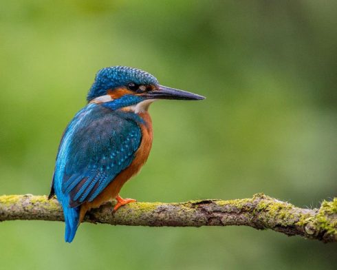 common kingfisher
