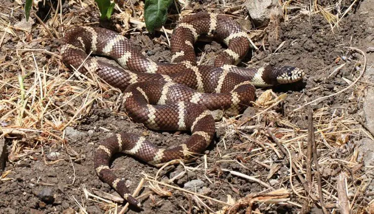 Common Kingsnake