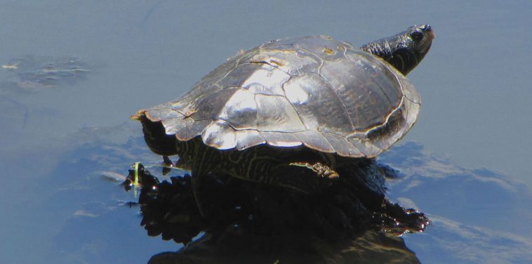 Common Map Turtle (Graptemys geographica)