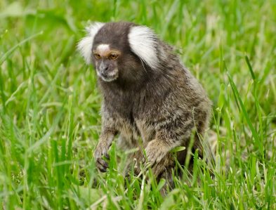 Common marmoset