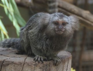 common marmoset altina