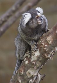 Common marmoset