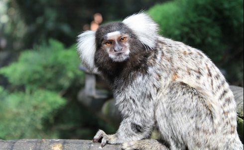 Common marmoset