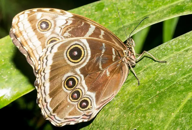 Common Morpho (Morpho peleides)