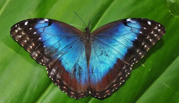 Common Morpho (Morpho peleides)