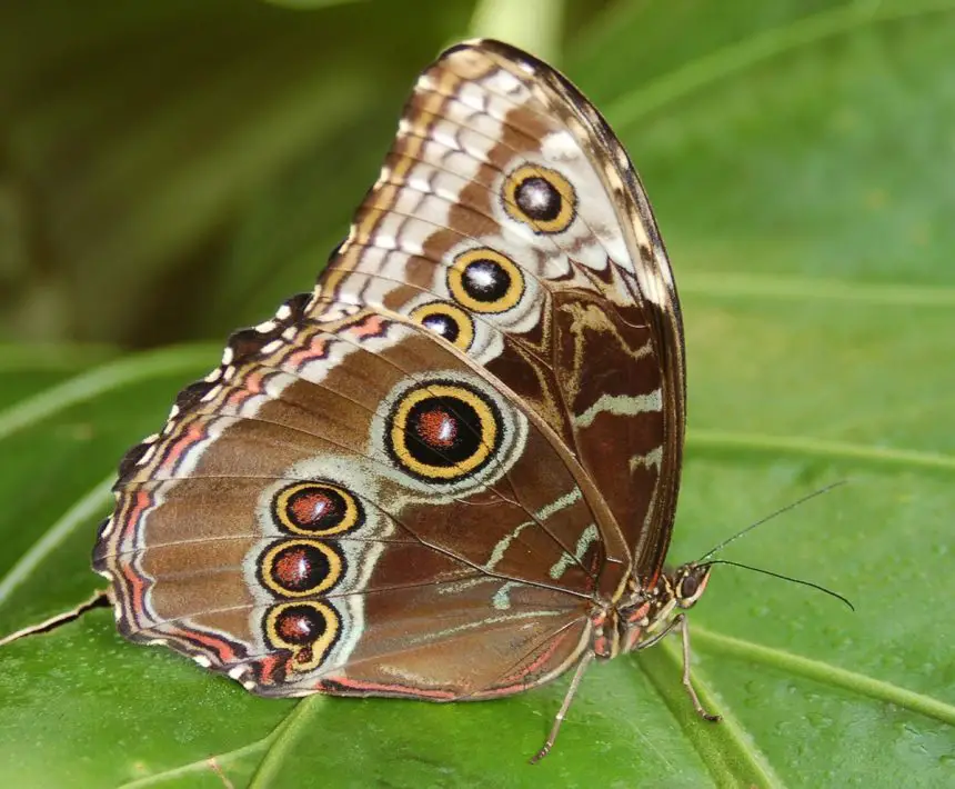 Common Morpho The Animal Facts Appearance, Diet, Habitat, Behavior
