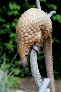 tree pangolin