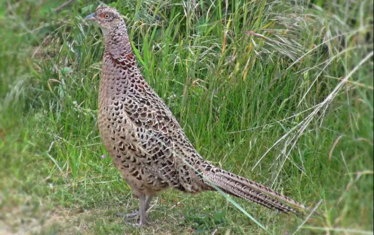 Common pheasant