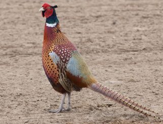 Common pheasant