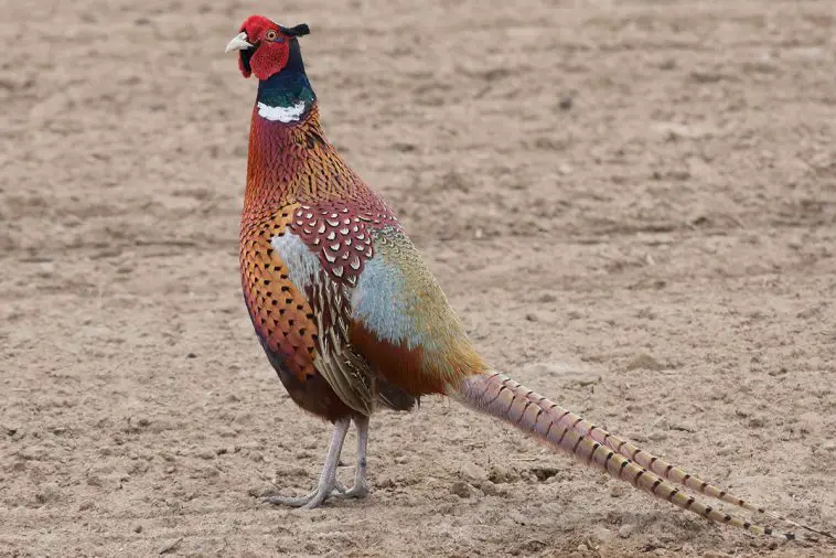 Common pheasant