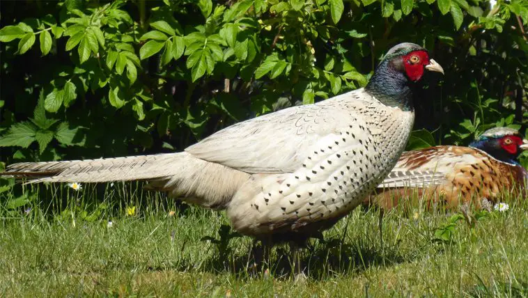 Common pheasant