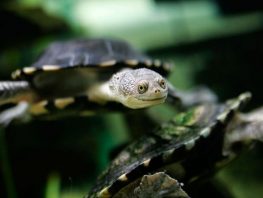 common snake-necked turtle