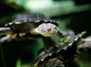 common snake-necked turtle