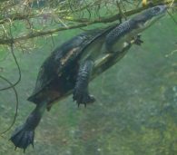 Common-Snake-Necked-Turtle