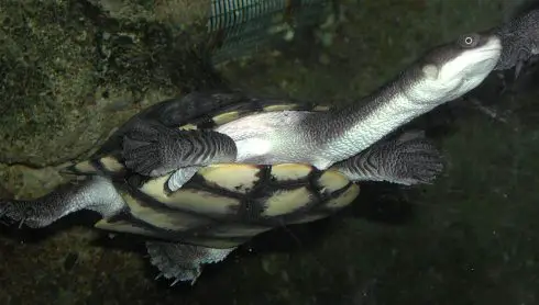 Common-Snake-Necked-Turtle