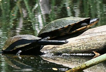 Common-Snake-Necked-TurtleCommon-Snake-Necked-Turtle