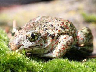 Common spadefoot toad