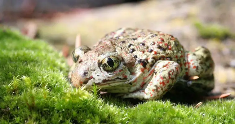 Common spadefoot toad