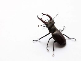 Common stag beetle