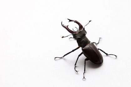 Common stag beetle
