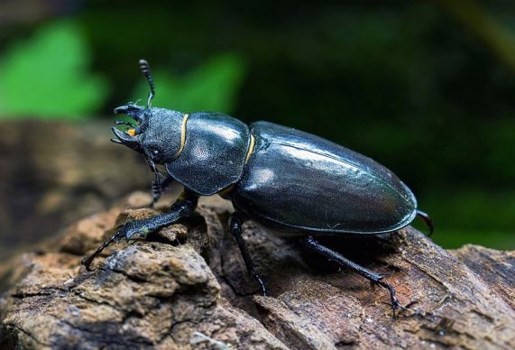 common stag beetle