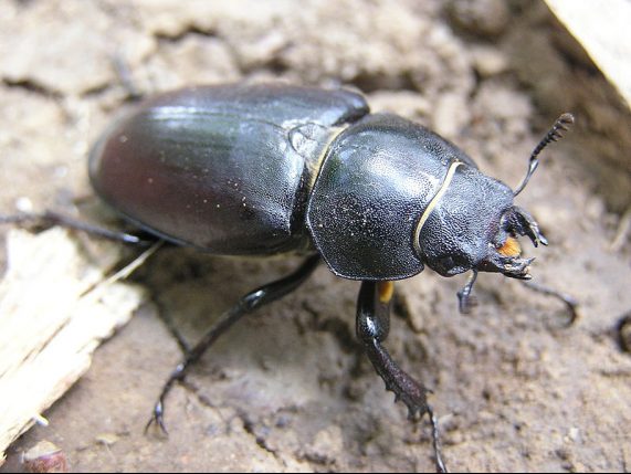 common stag beetle