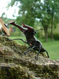 common stag beetle