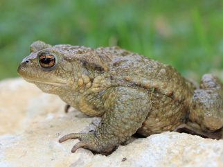 Common Toad