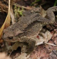 Common Toad