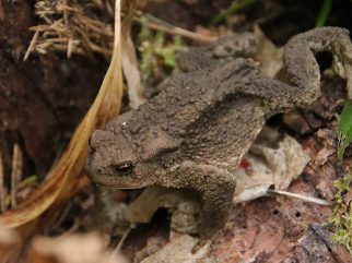Common Toad