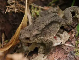 Common Toad