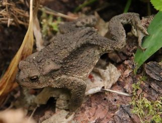Common Toad
