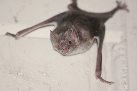 common vampire bat