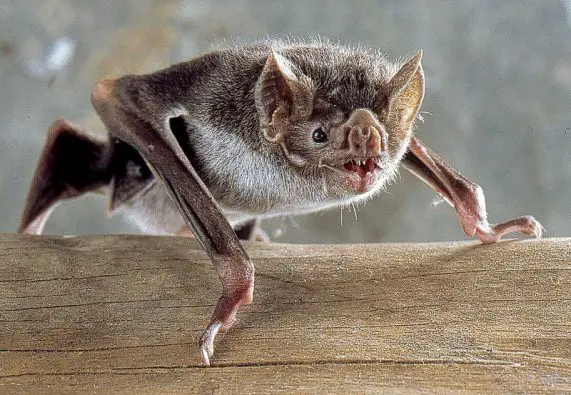 common vampire bat