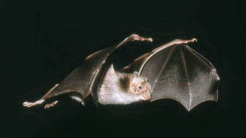 common vampire bat