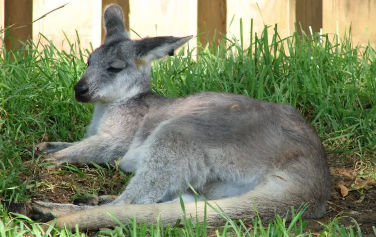 Common Wallaroo