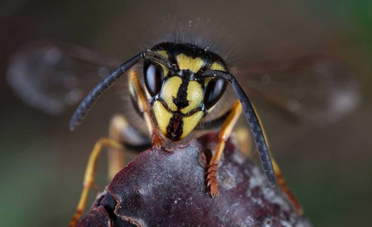 Common Wasp