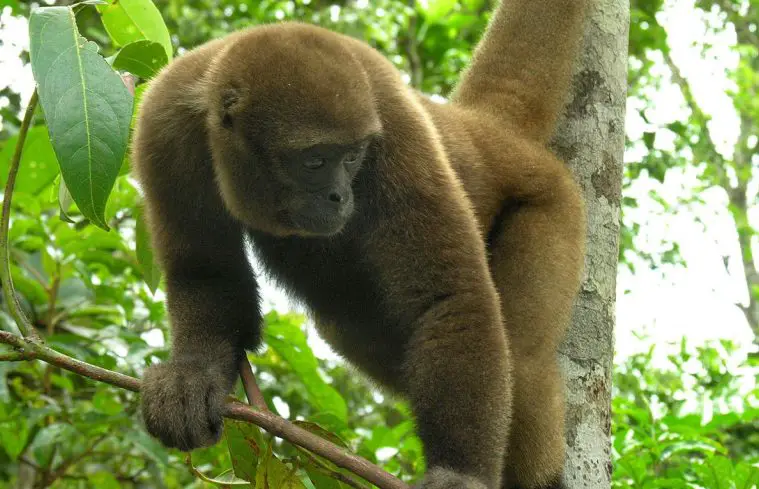 Common Woolly Monkey (Lagothrix lagotricha)