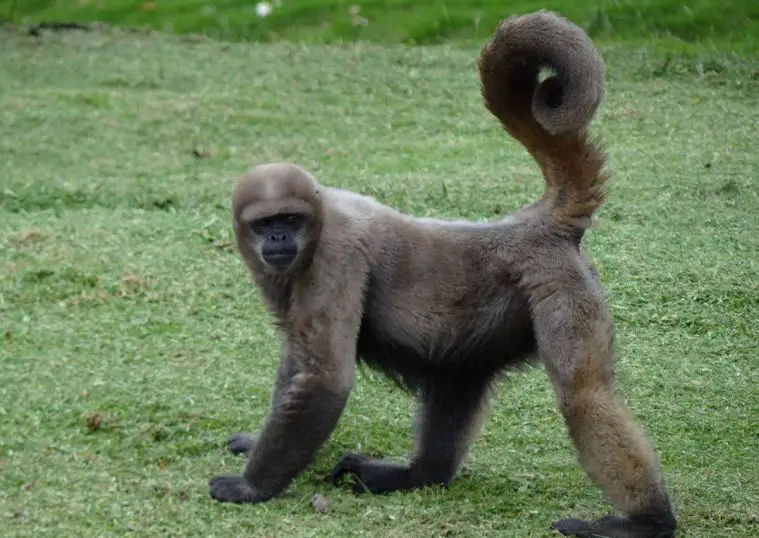 Common Woolly Monkey (Lagothrix lagotricha)