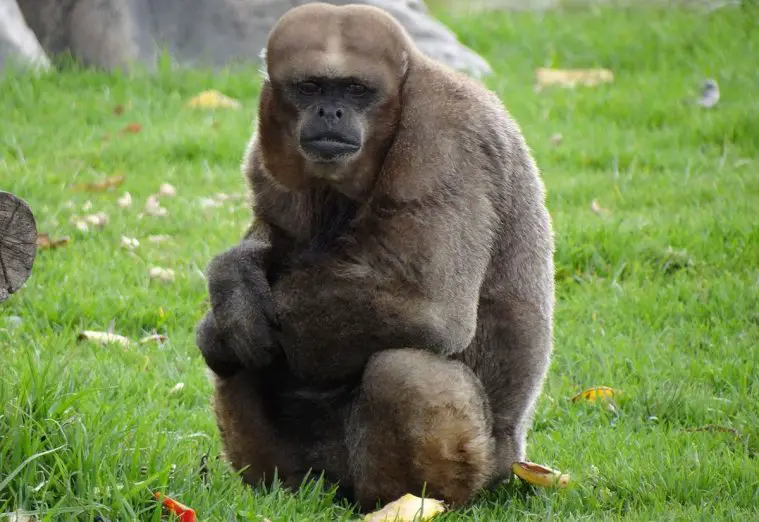 Common Woolly Monkey (Lagothrix lagotricha)